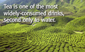 contact us at Cafe Maia